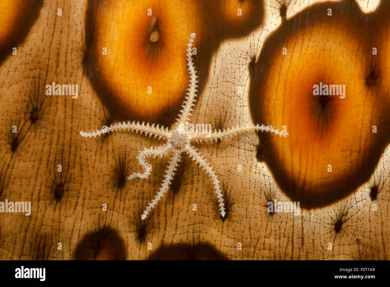 A tiny brittle star, Ophiothrix sp, crawls across a sea cucumber, Bohadschia argus, off the island of Yap, Micronesia. Stock Photo