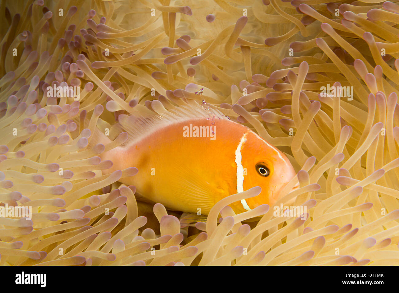 This common anemonefish, Amphiprion perideraion, is most often found associated with the anemone, Heteractis magnifica, as pictu Stock Photo
