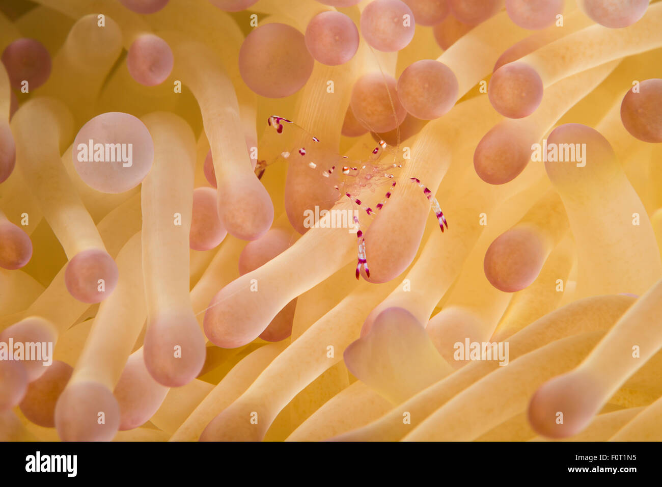The commensal shrimp, Periclemenes holthuisi, is nearly transparent and difficult to locate on it’s anemone home, Yap, Micronesi Stock Photo