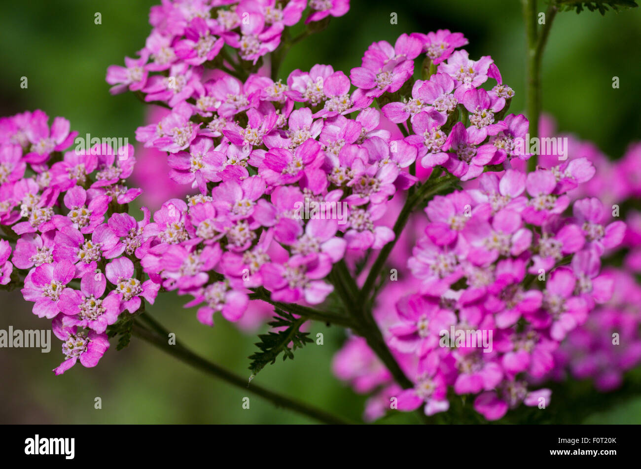 Yarrow (Achillea millefolium) Stock Photo