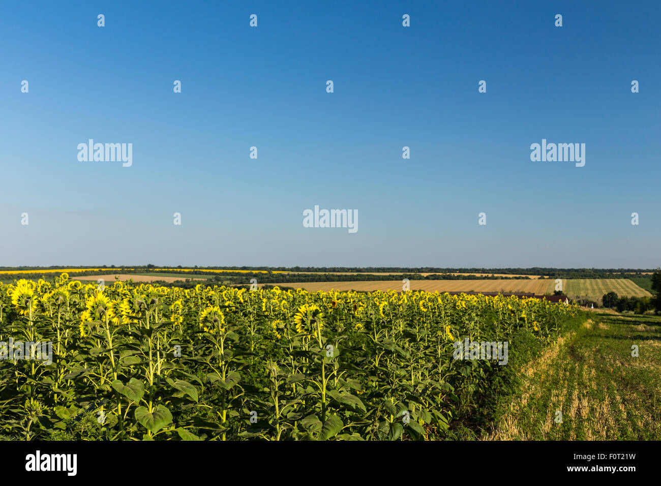Sunflower field under the blue sky Stock Photo - Alamy