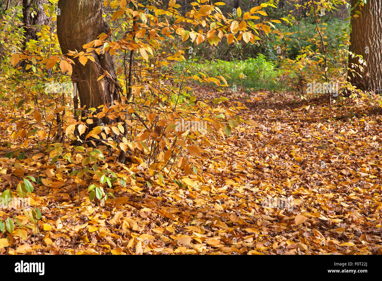 Pathway covered with leaves hi-res stock photography and images - Alamy