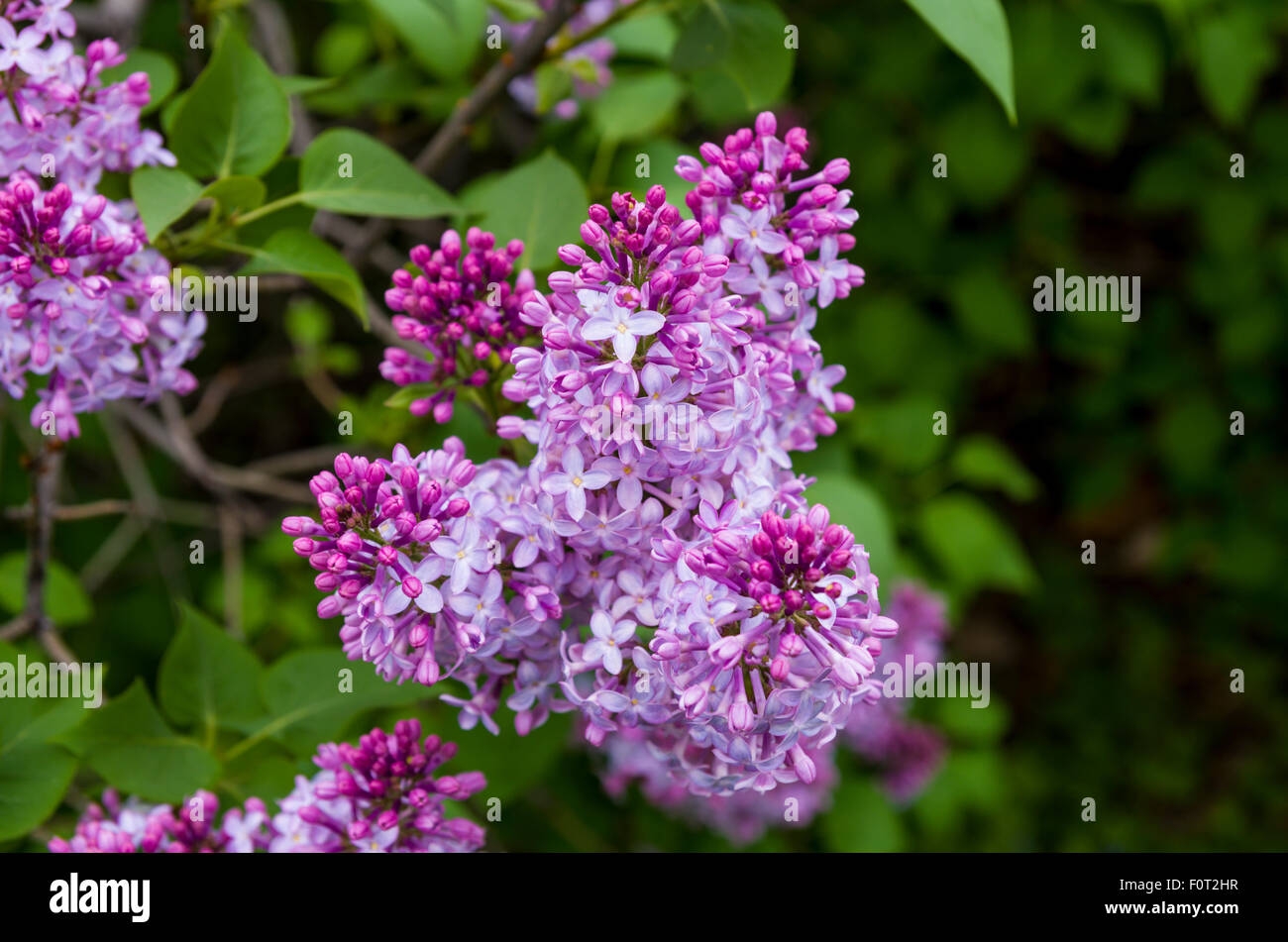 Lilacs in bloom at the Central Experimental Farm Ottawa Ontario Canada Stock Photo