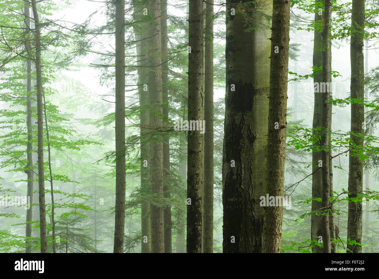 Pristine beech (Fagus sylvatica) and Fir (Abies sp) forest in mist, Stramba Valley, Fagaras Mountains, Southern Carpathians, Romania, July. Natura 2000 site Stock Photo