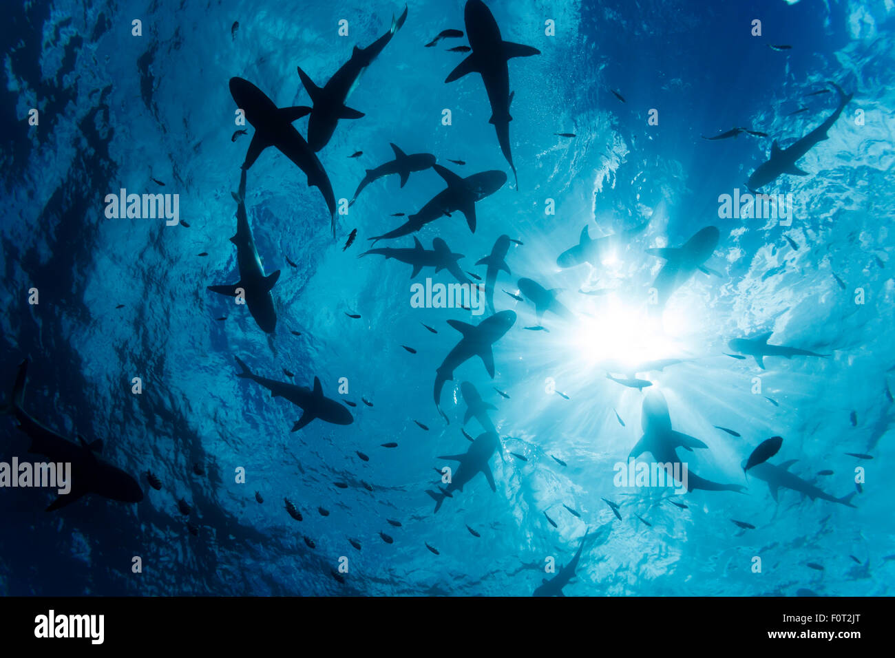 Grey reef sharks, Carcharhinus amblyrhynchos, school at the surface off the island of Yap, Micronesia. Stock Photo