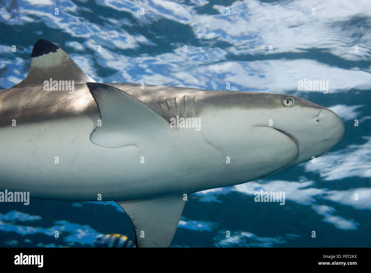 A view from below of a blacktip reef shark, Carcharhinus melanopterus, up near the surface off the island of Yap, Micronesia. Stock Photo