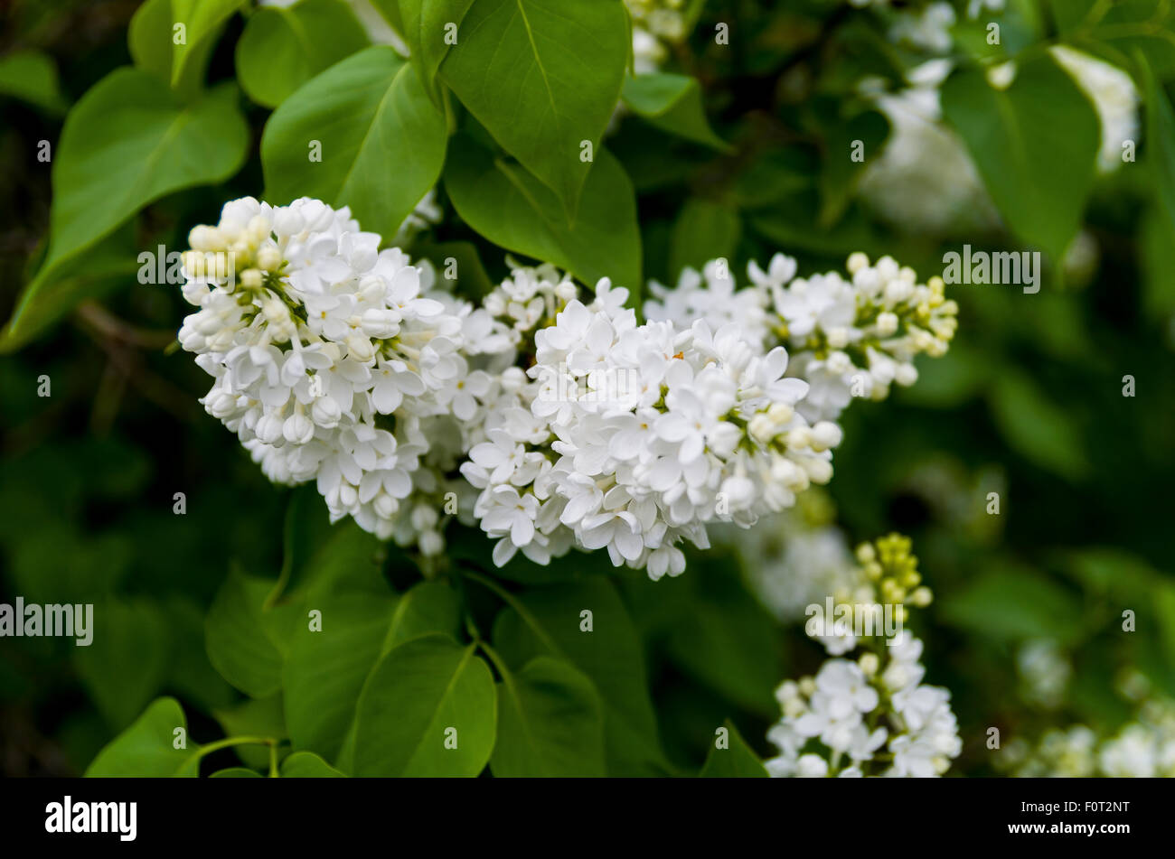 Lilacs in bloom at the Central Experimental Farm Ottawa Ontario Canada Stock Photo Alamy