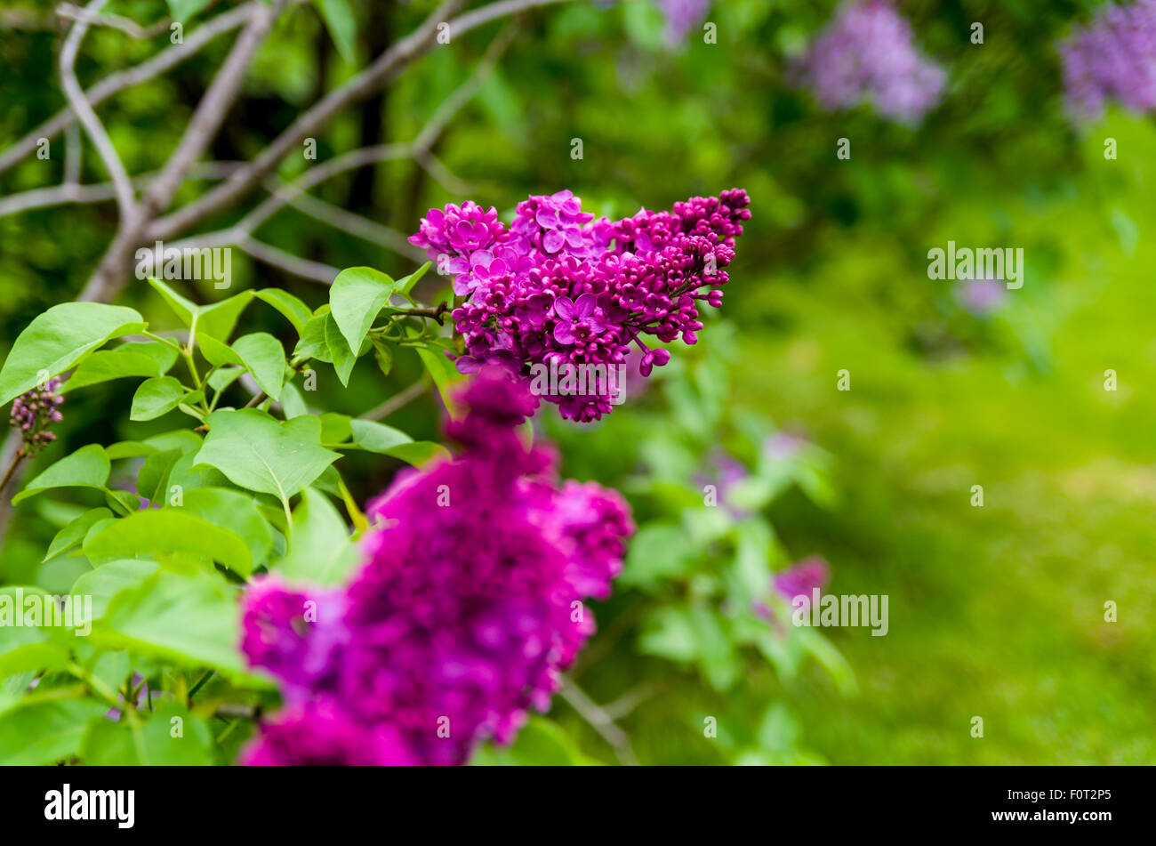 Lilacs in bloom at the Central Experimental Farm Ottawa Ontario Canada Stock Photo Alamy