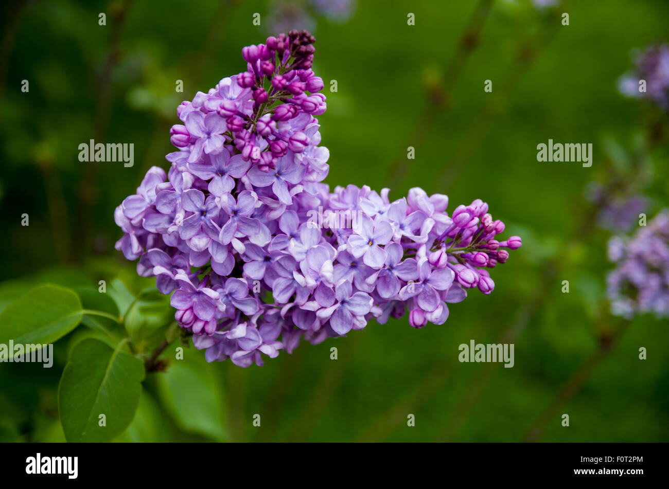 Lilacs in bloom at the Central Experimental Farm Ottawa Ontario Canada Stock Photo Alamy
