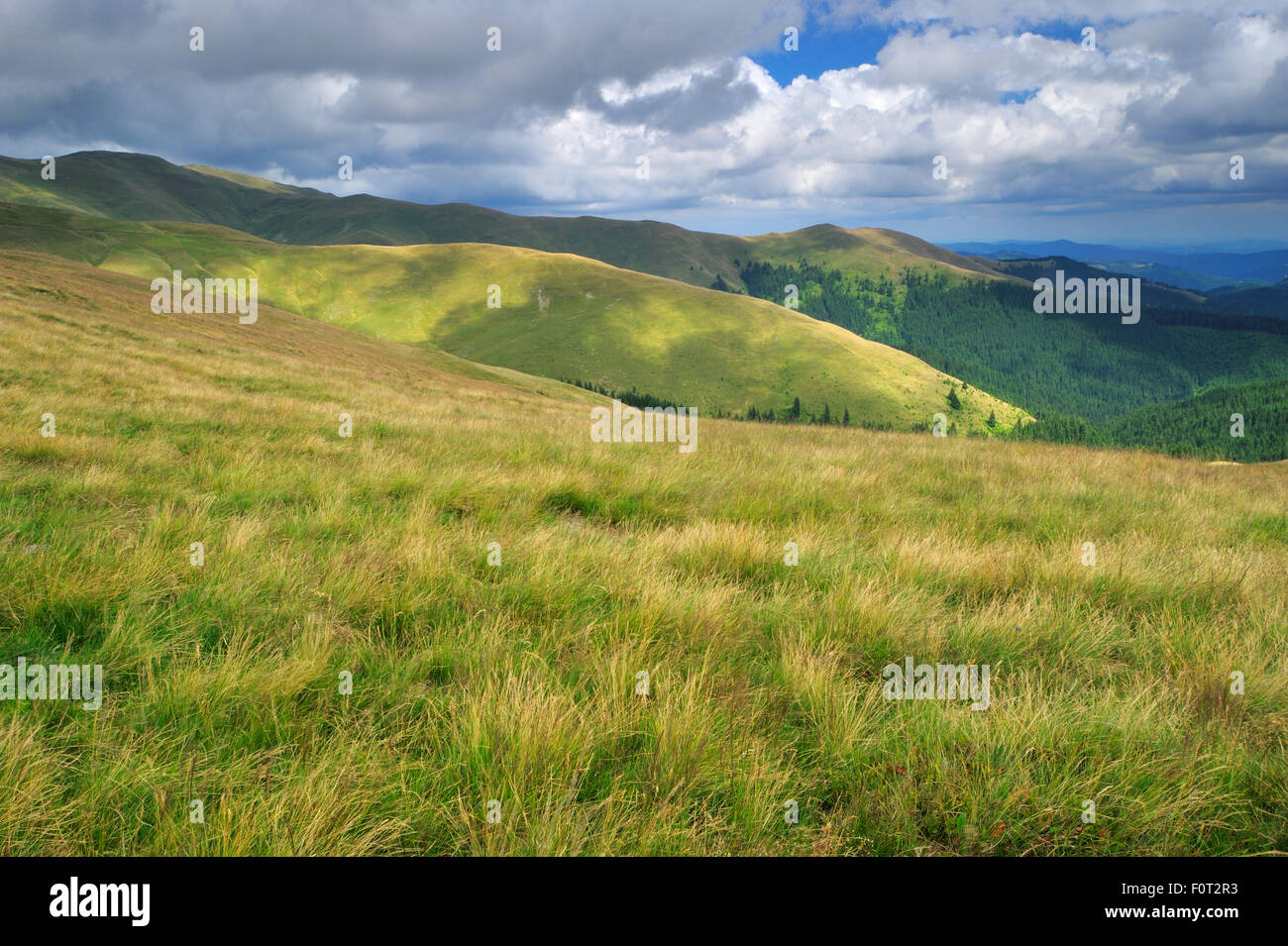 Grassland in alpine area, Leota mountain range, Arges county, Carpathian Mountains, Romania, July, 2011 Stock Photo