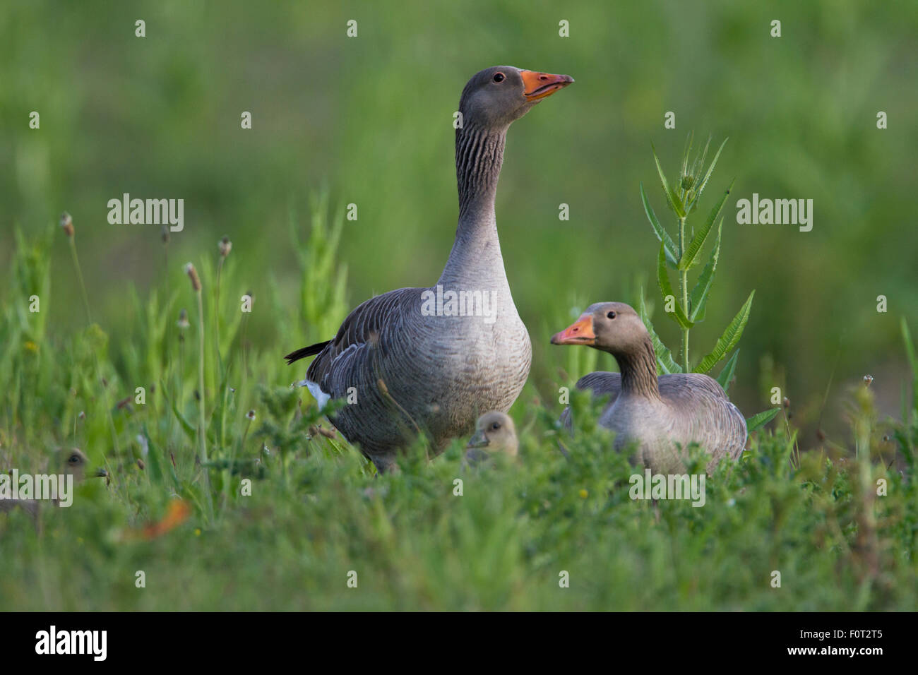 Greylag goose - Stock Image