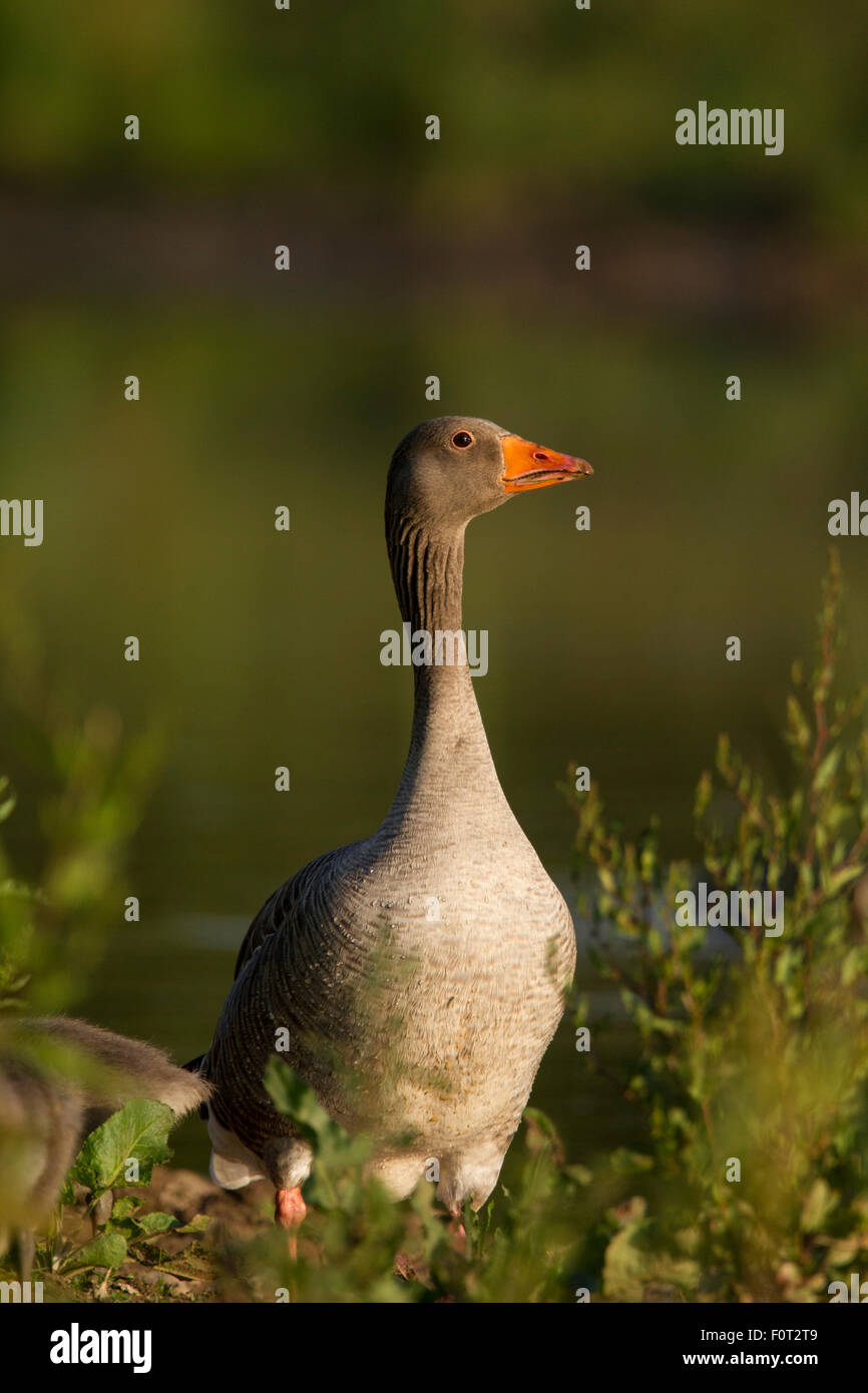 Greylag goose - Stock Image