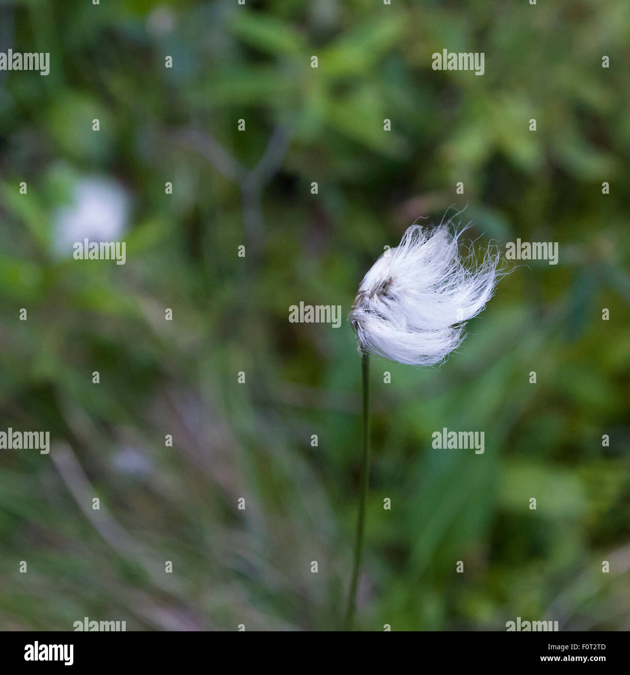 Arctic Cotton grass, Algonquin Park Ontario Canada Stock Photo Alamy
