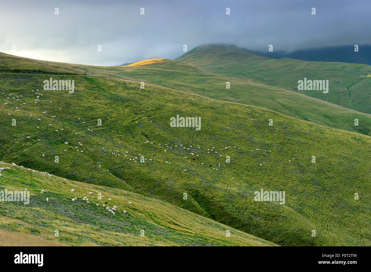 Herd of sheep grazing on alpine grassland with low clouds,  Leota mountain range, Arges county, Carpathian Mountains, Romania, July, 2011 Stock Photo