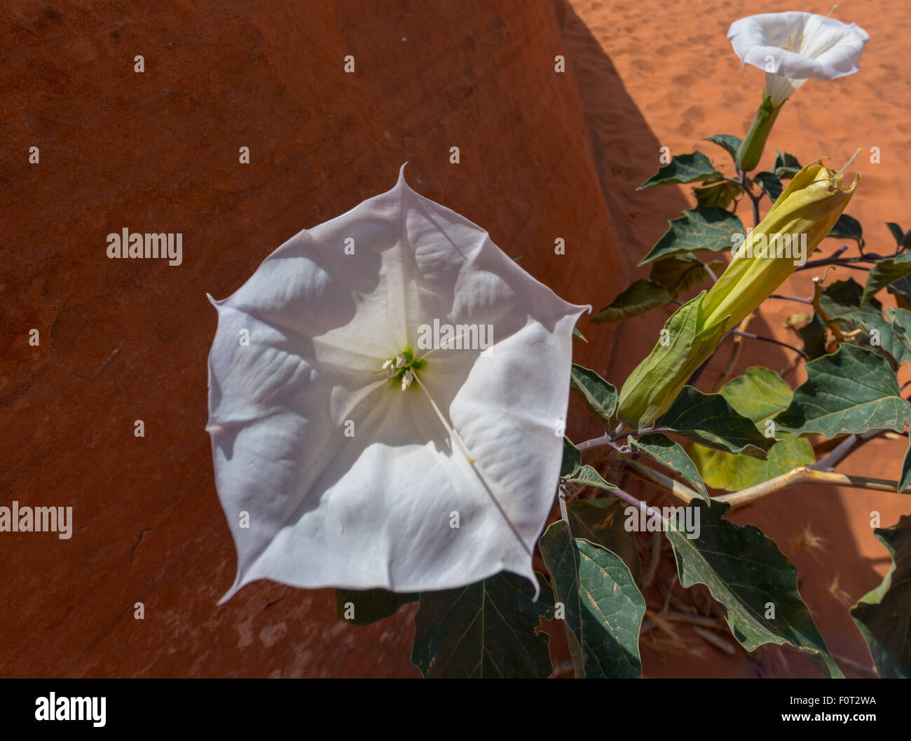 Sacred Datura flower in the wild also known as: Western Jimsom Weed,Nightshade, indian whiskey Stock Photo