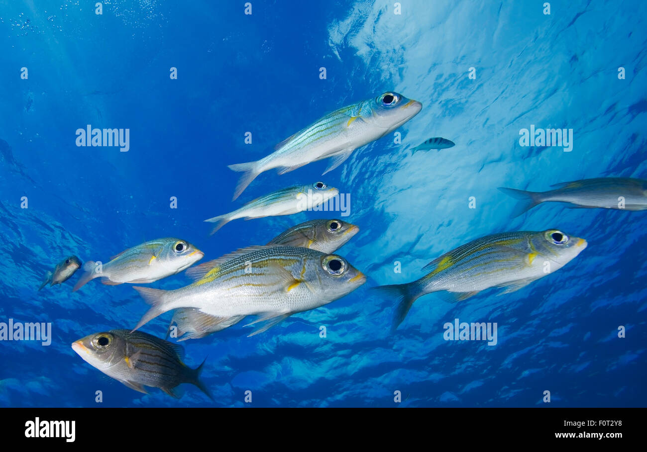 Golden snapper hi-res stock photography and images - Alamy