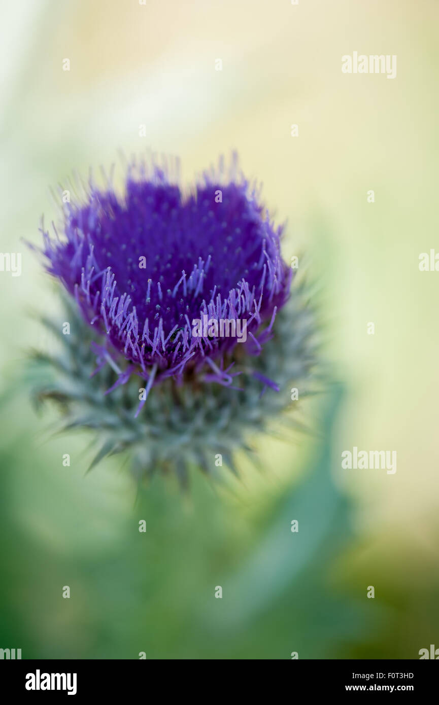 Heart shaped purple thistle flower with shallow depth of field. Stock Photo