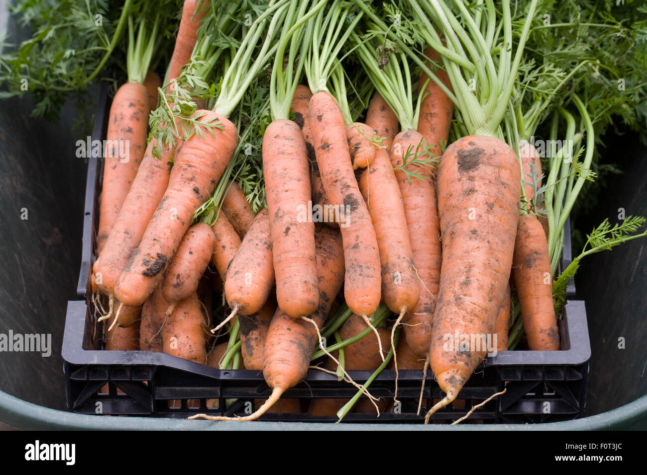 Daucus carota. Freshly picked carrots. Stock Photo