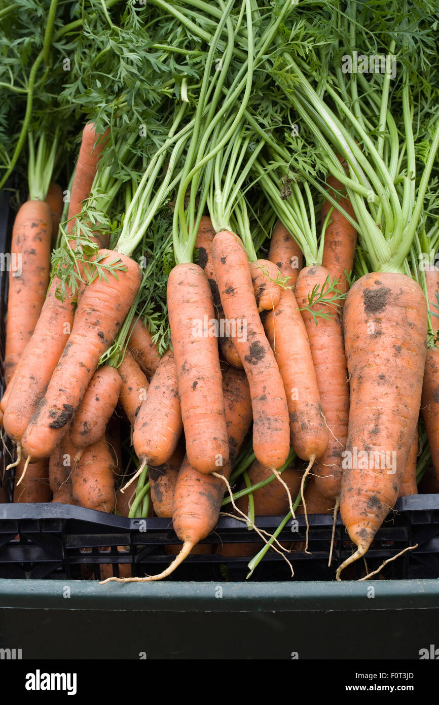 Daucus carota. Freshly picked carrots. Stock Photo