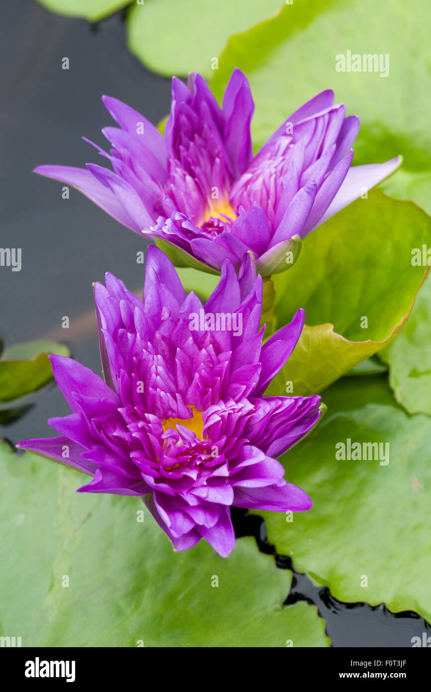 Nymphaea 'King of Siam' Waterlily flowers. Stock Photo