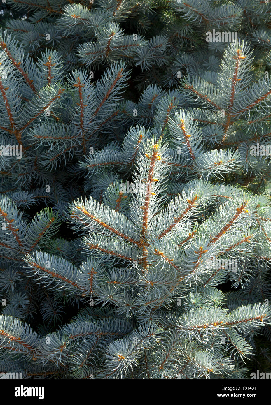 Closeup of Blue Spruce tree branches, picea pungens, 2015 Stock Photo