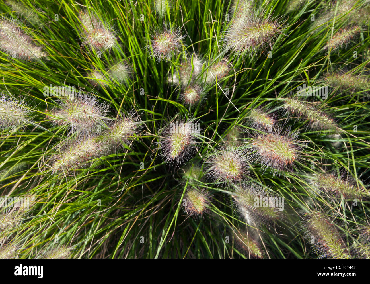 Overhead closeup picture of Pennisetum alopecuroides fountain grass, 2015 Stock Photo