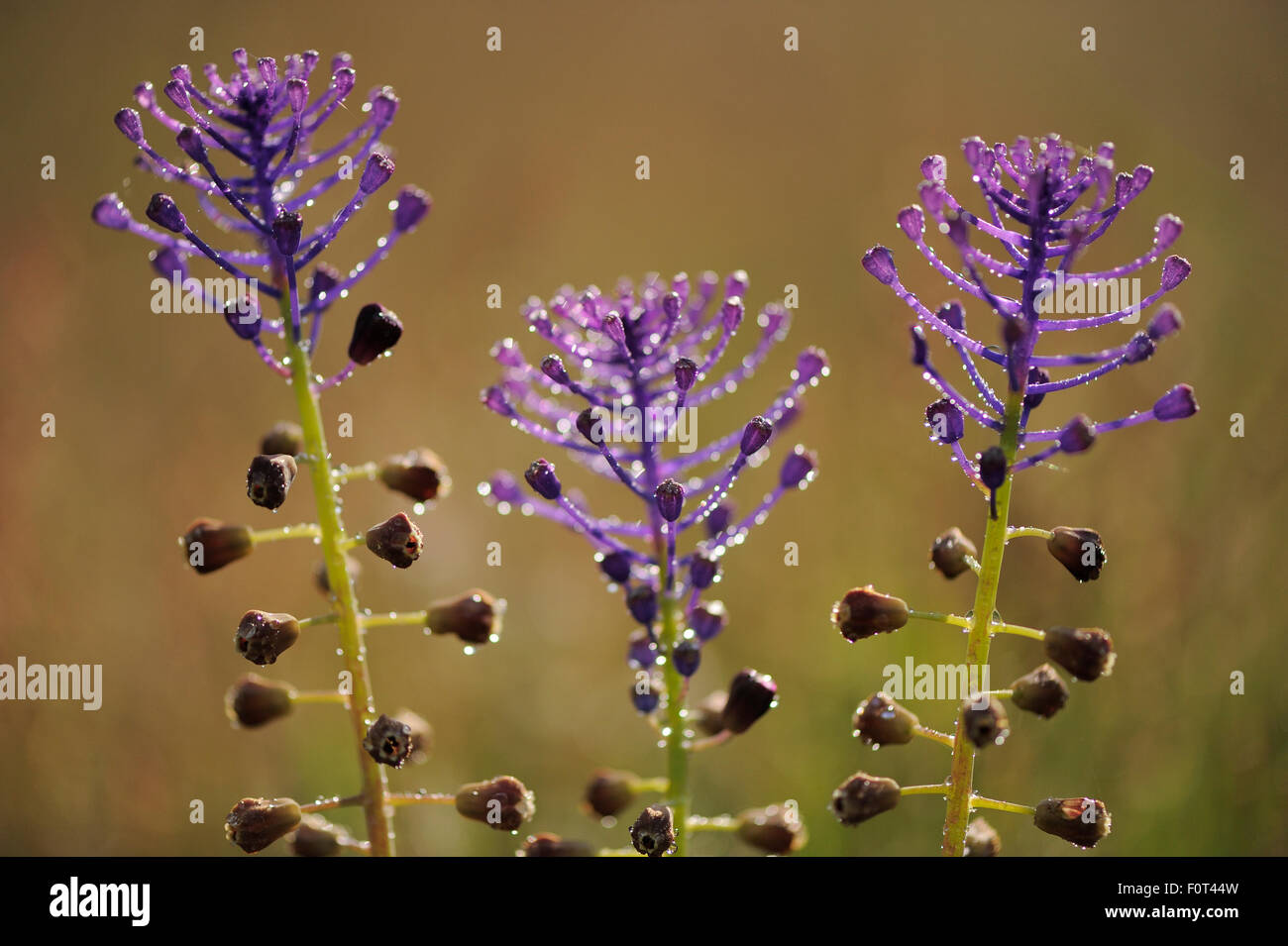 Tassel hyacinth (Muscari comosum) Campanarios de Azaiba Nature Reserve