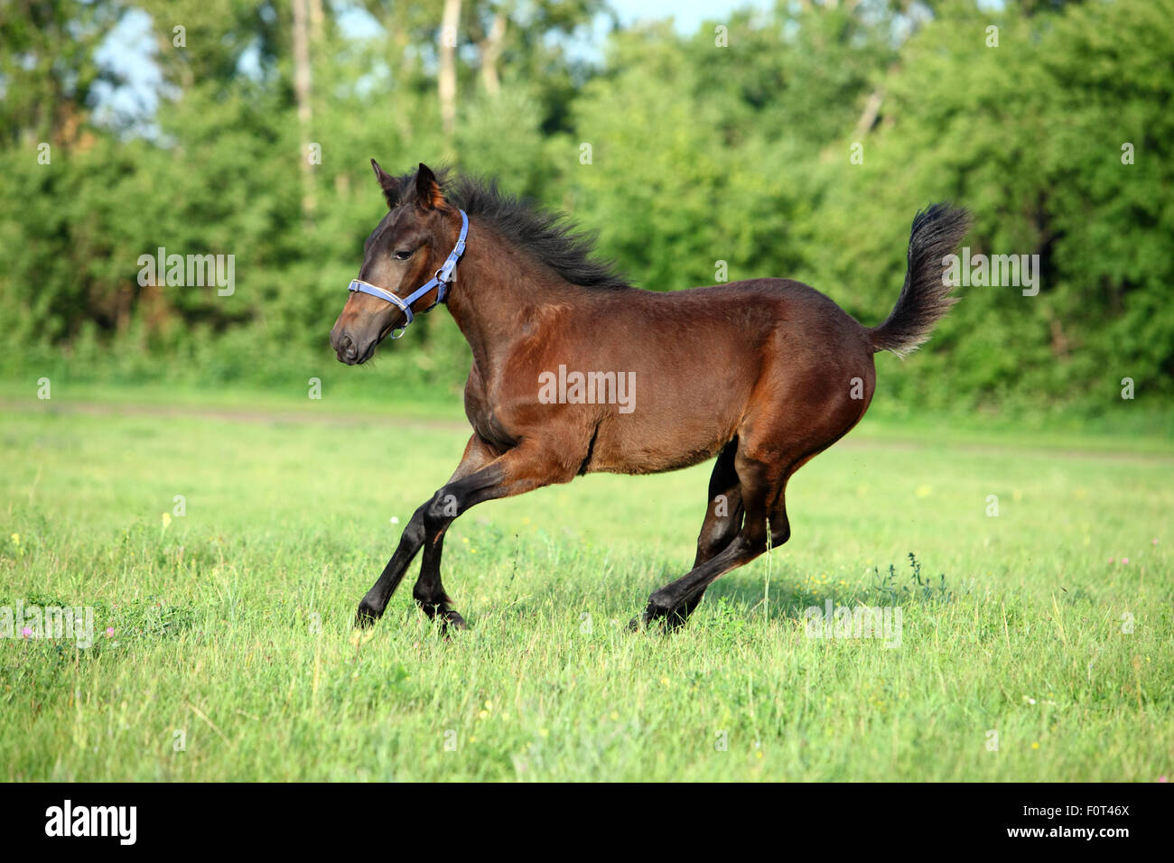 Galloping bay foal in farm Stock Photo