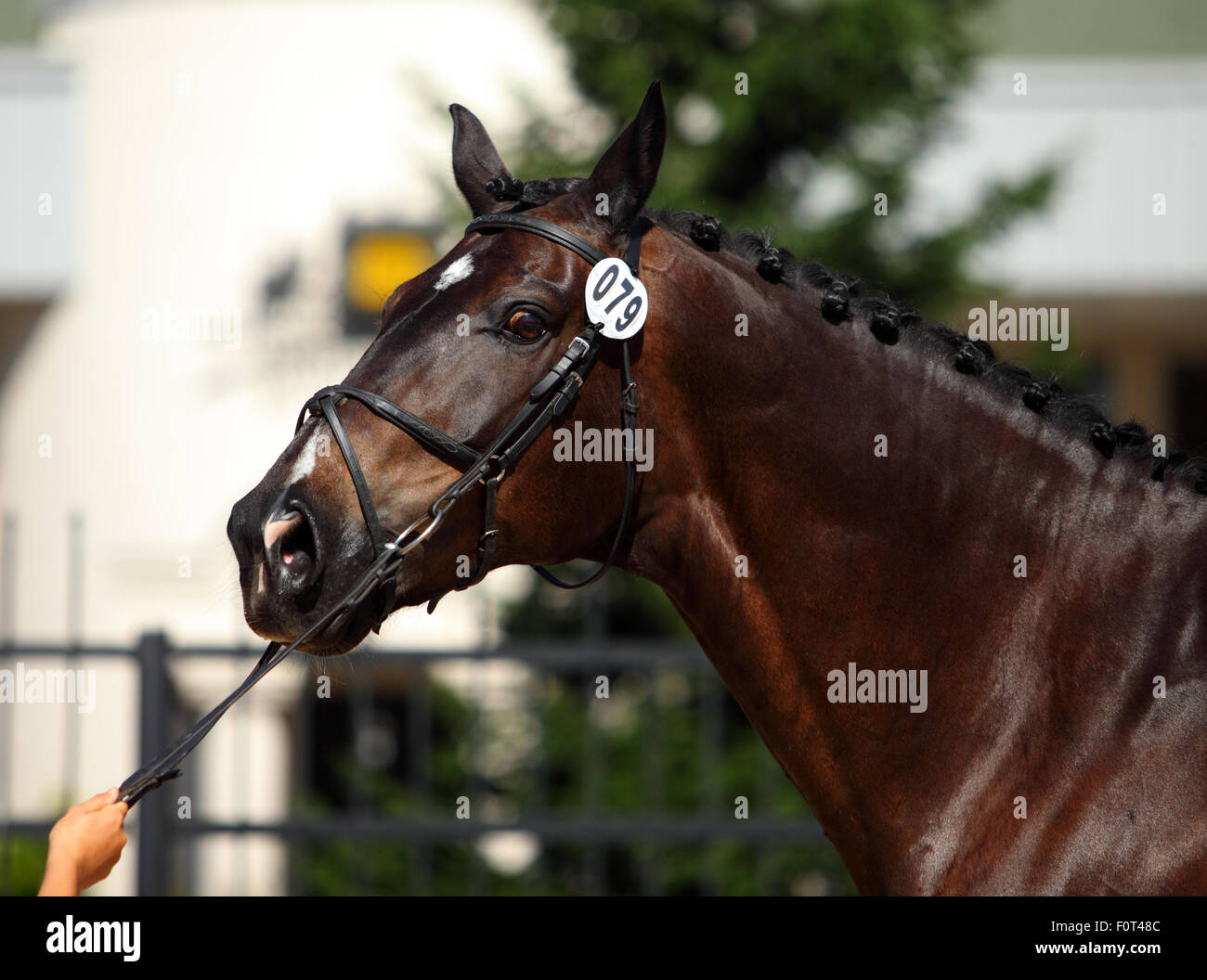 Bay sportive stallion portrait in nature background Stock Photo