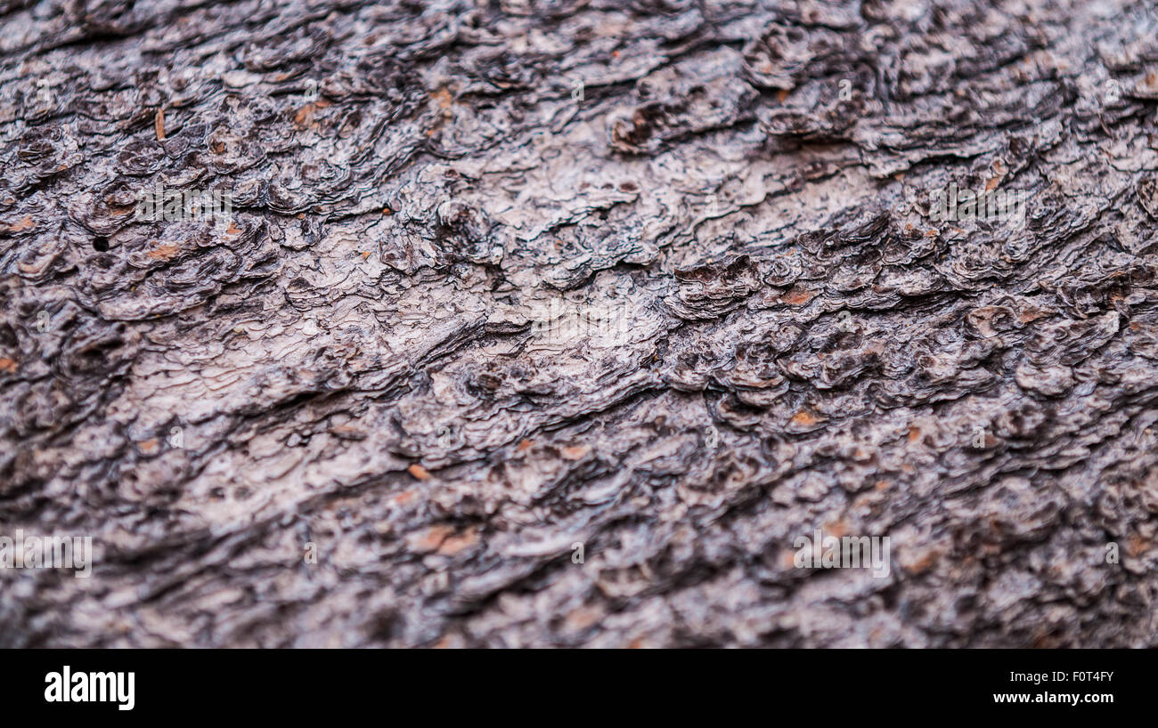 Tree bark texture background pattern close-up ponderosa pine Stock ...
