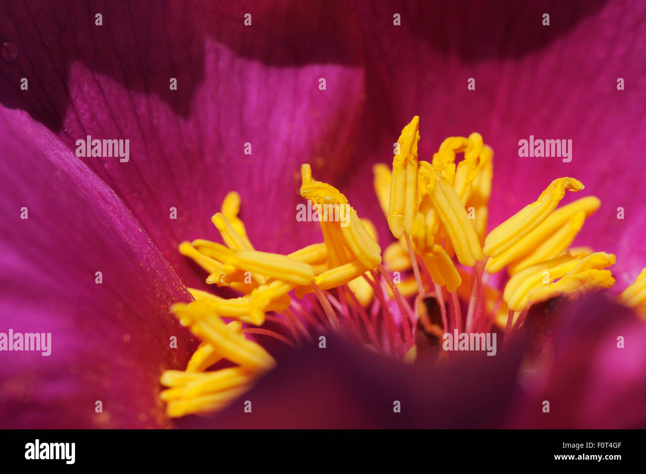 Paeony (Paeonia humilis) close up of flower stamens, Sierra de Gata, Salamanca Region, Castilla y Leon, Spain Stock Photo