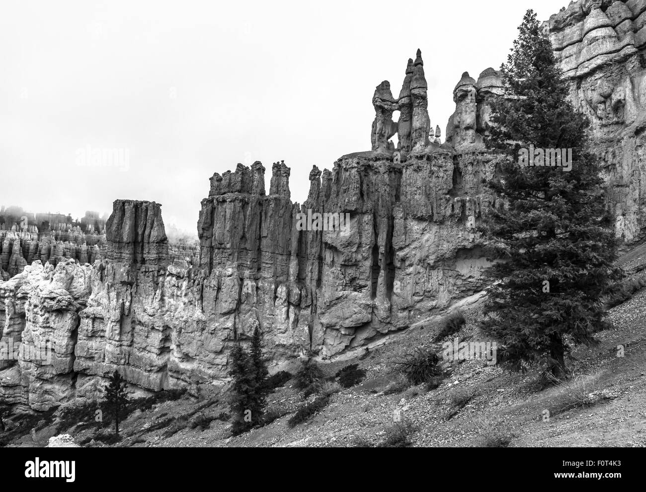 Hoodoos and a pine trees Bryce Canyon Black and White Stock Photo