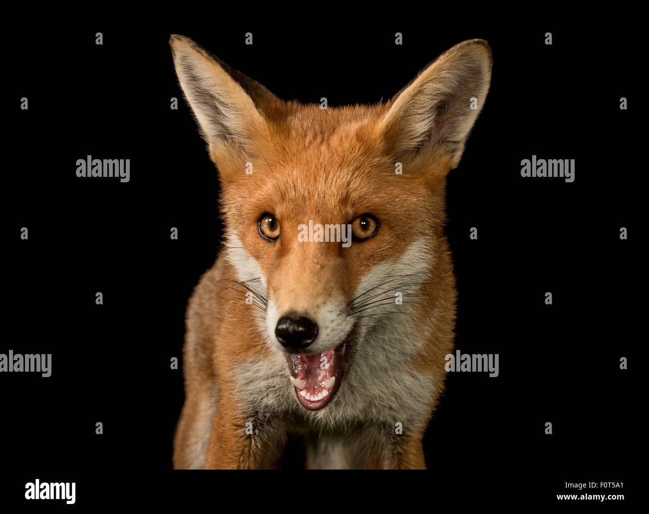 Red fox night shot Stock Photo