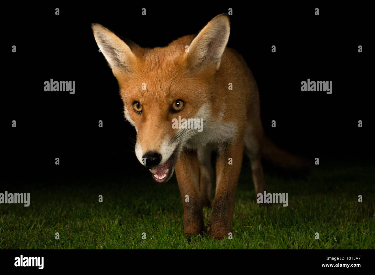 Red fox night shot Stock Photo