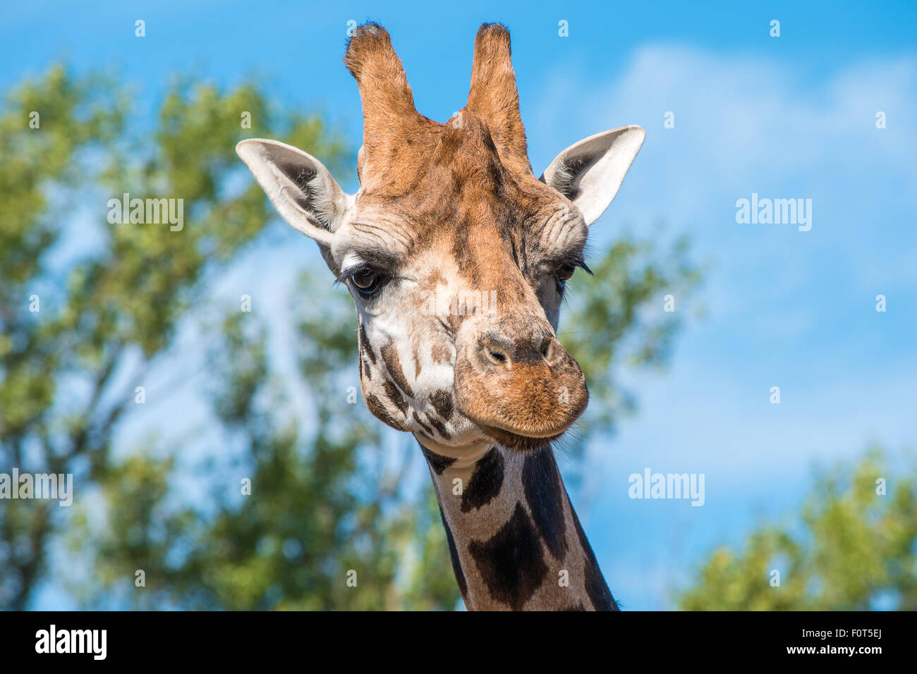 Close up photo of a Rothschild Giraffe head Stock Photo