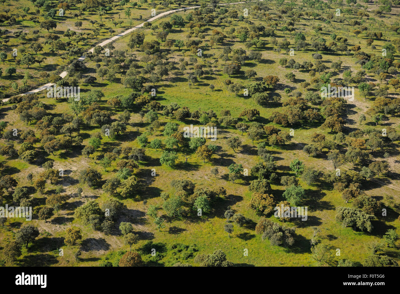 Aerial image of Dehesa forest, Salamanca Region, Castilla y Leon, Spain, May 2011 Stock Photo