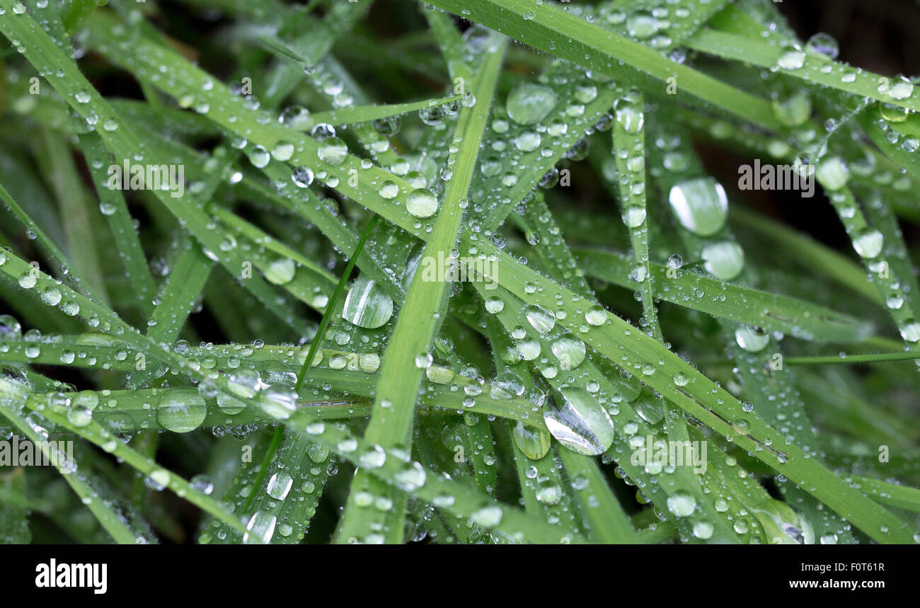 water droplets on grass Stock Photo Alamy