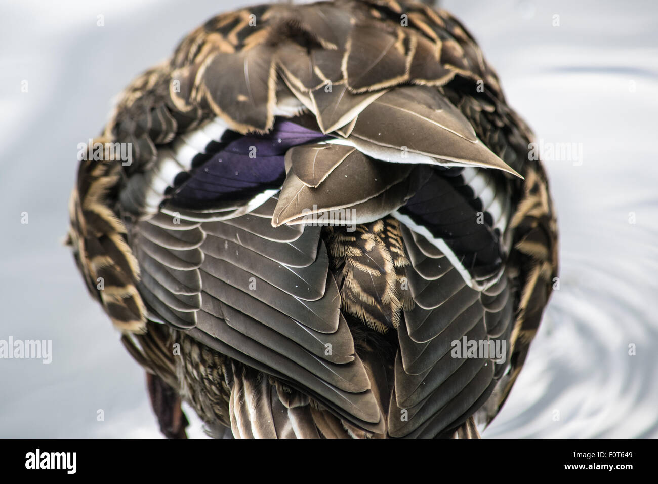 Mallard identification hi-res stock photography and images - Alamy