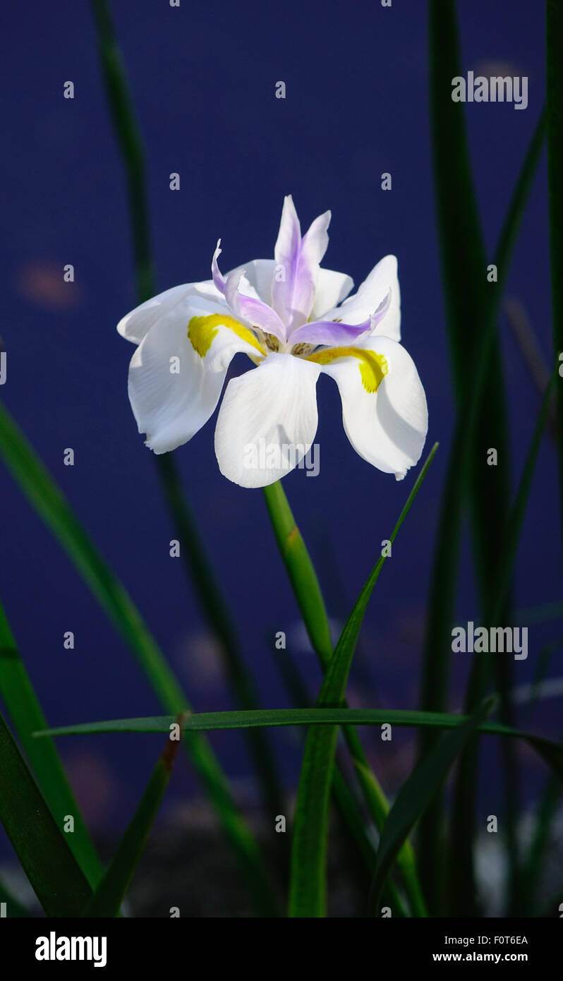 African iris, Dietes iridioides, morea iris, Butterfly Iris Stock Photo