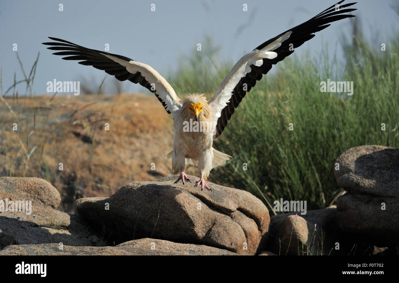 Egyptian vulture (Neophron percnopterus) landing, Faia Brava Reserve, Coa valley, Portugal, May Stock Photo