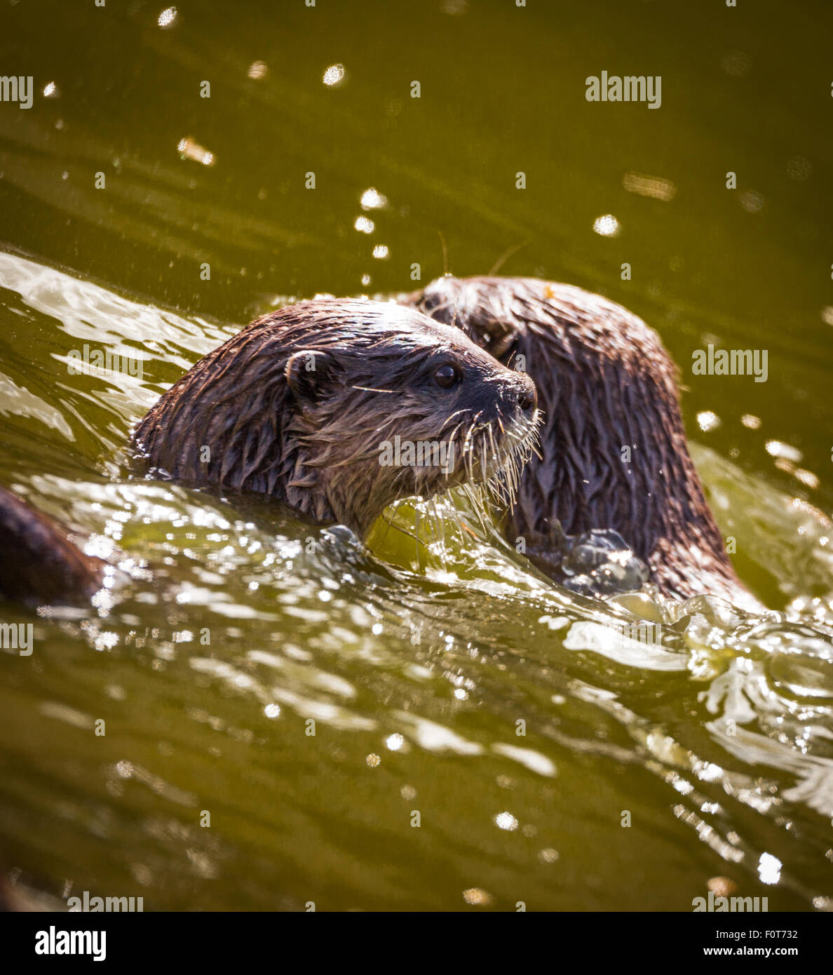 Otter playing in the water Stock Photo