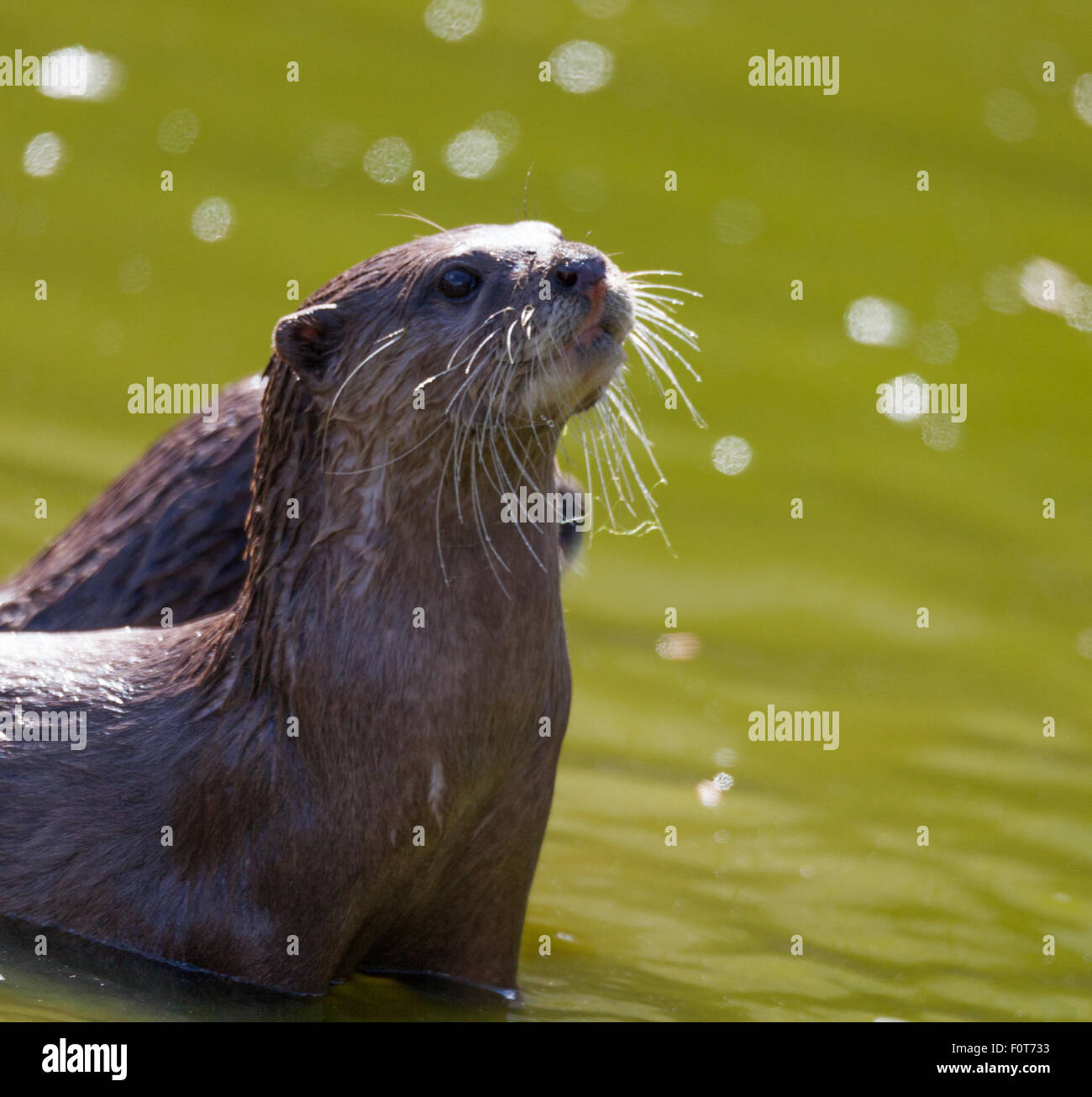 Otter playing in the water Stock Photo