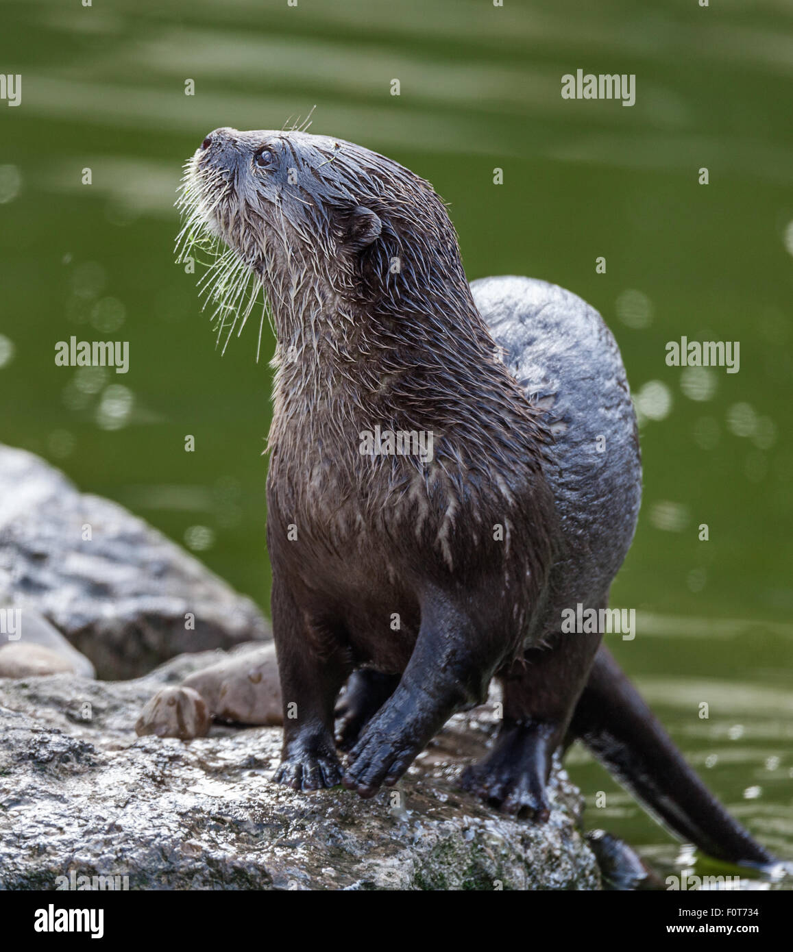 Otter playing in the water Stock Photo