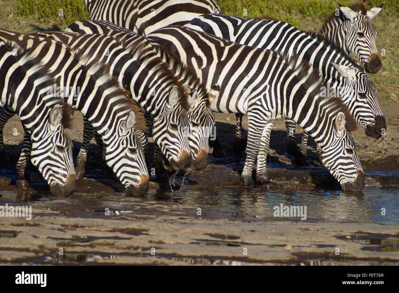 Zebras Drinking Stock Photo