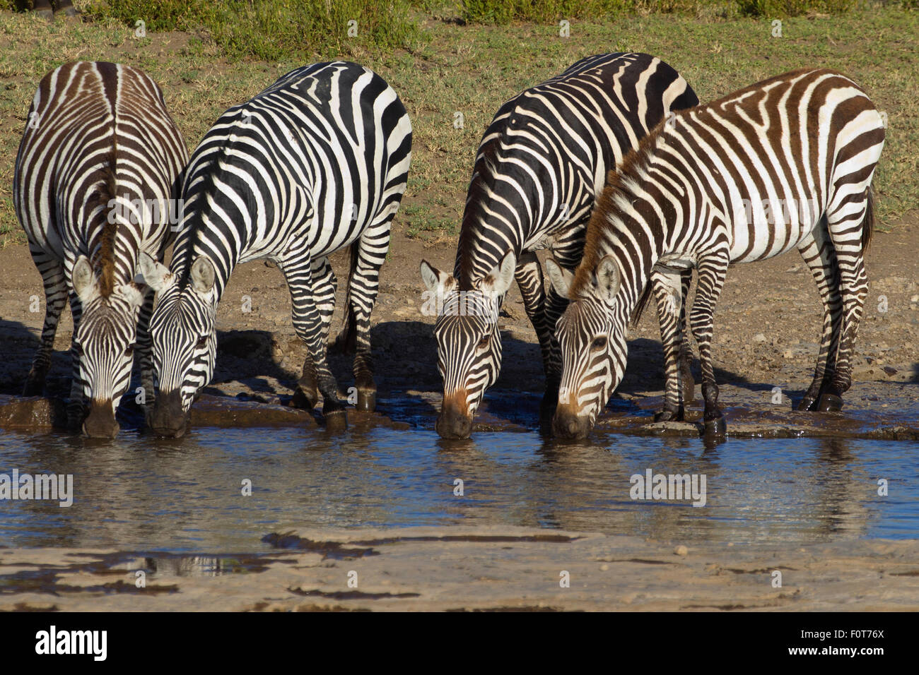 Zebras Drinking Stock Photo