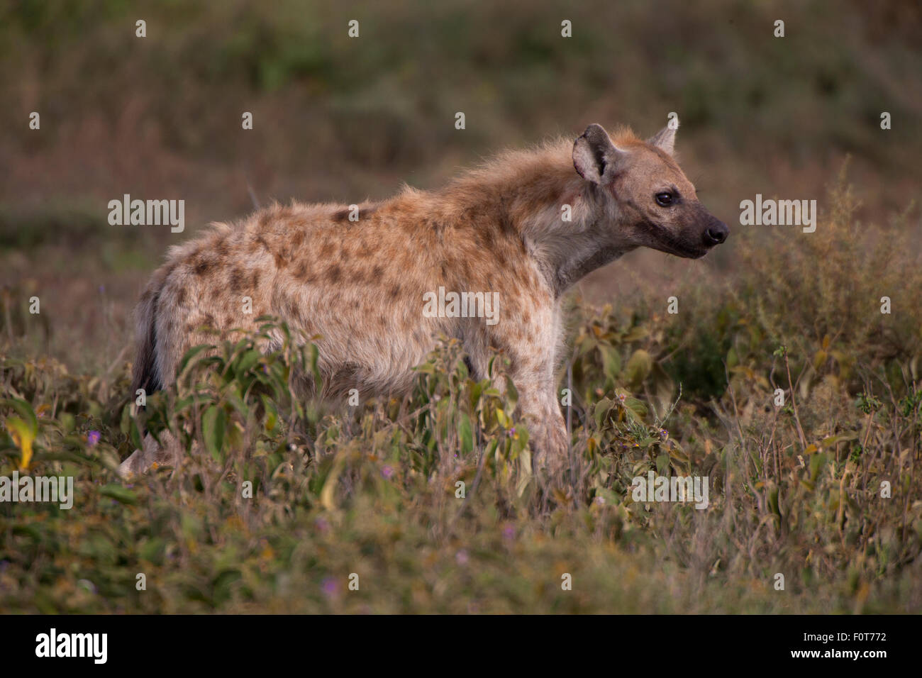 Spotted Hyena Portrait Stock Photo