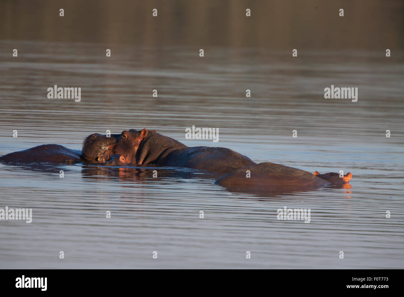 Hippopotamus in Lake Masek Stock Photo