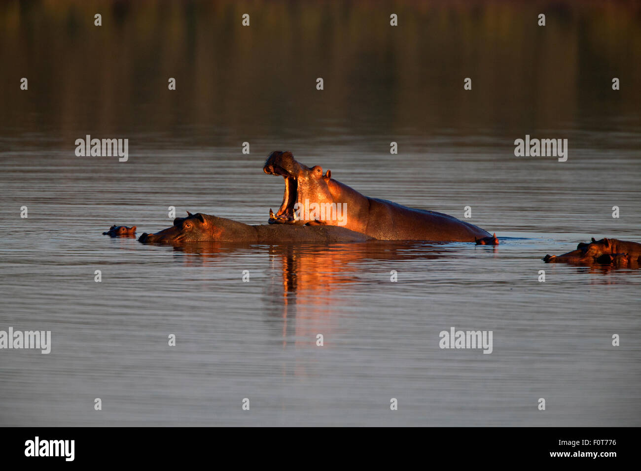 Hippopotamus in Lake Masek Stock Photo