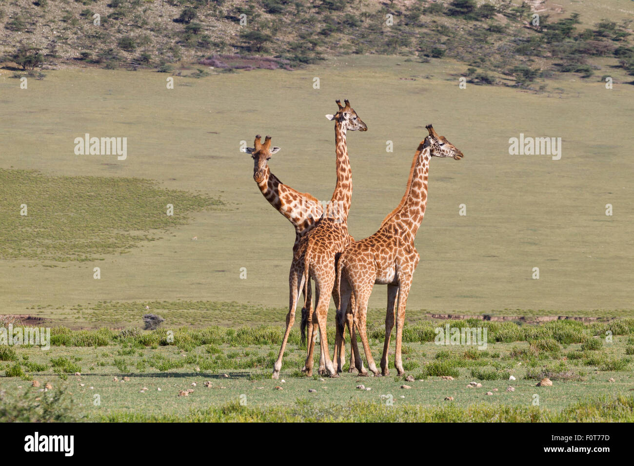 Plains or Masai Giraffes, Tanzania Stock Photo