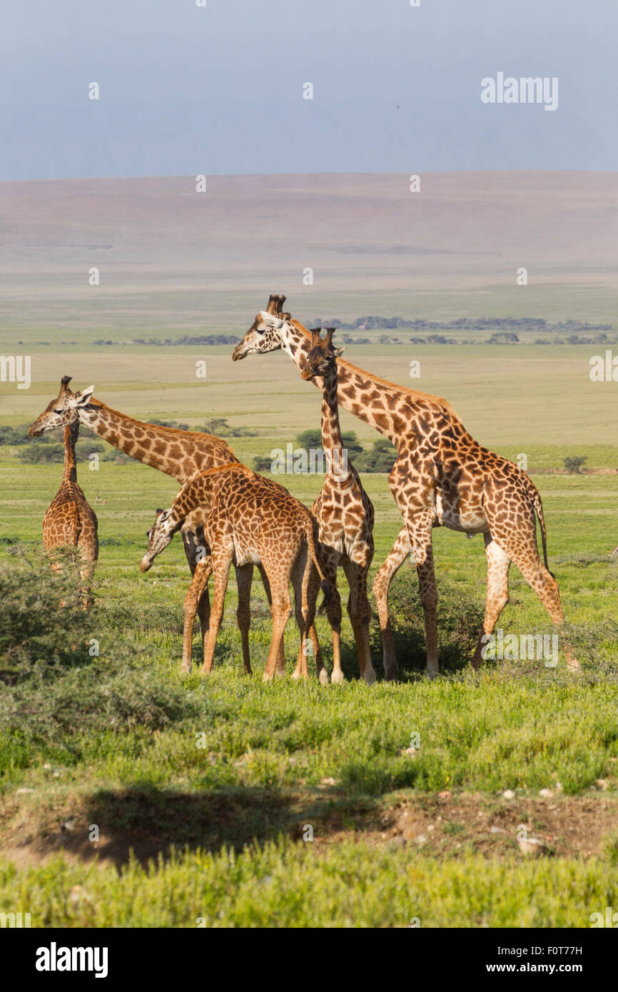 Masai Giraffes Stock Photo